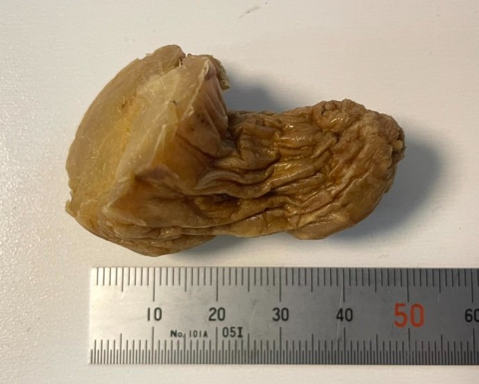 すっかり水でふやけた物体の正体は…