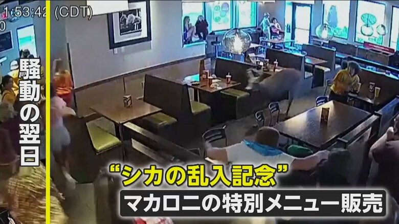翌日、レストランはシカの乱入を記念してスペシャルメニューを売り出した