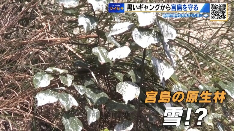宮島の植物に「白い異変」が！？