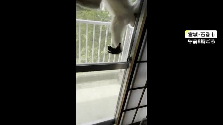 サルが飛びかかってくる様子（その5）
