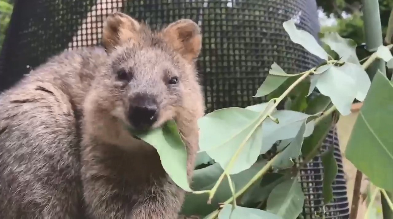 世界一幸せな動物 砂漠の天使 激レア動物の赤ちゃん続々誕生 日本で唯一の希少動物を飼育する理由とは Fnnプライムオンライン Goo ニュース