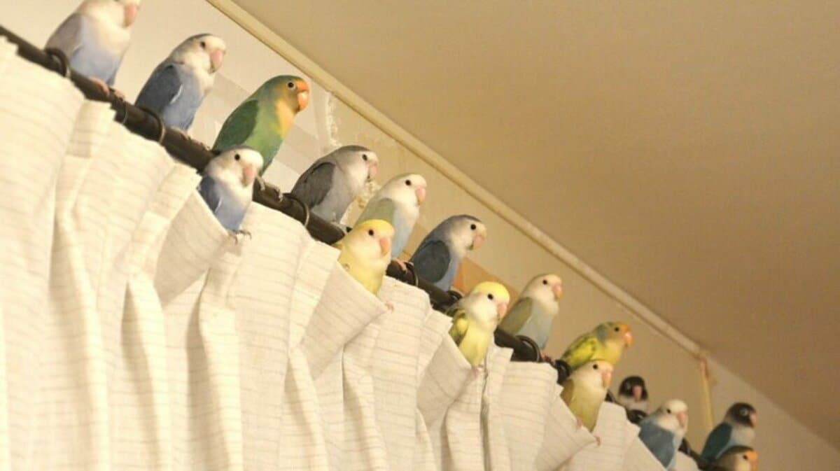 今日のカーテンも大人気」16羽のインコが並んだ光景に15万超のいいね