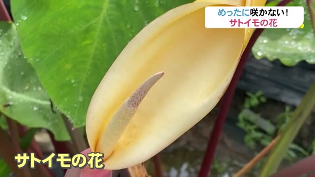 富山ではめったに咲かない サトイモ の花が咲いた