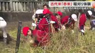 全国３カ所のみ栽培の珍しい古代米の一種…総社市の神社で小学生が赤米の稲刈りを体験【岡山】