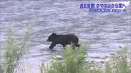 2025年は異常事態！相次いだクマ出没　緊急銃猟に苦悩する自治体　目撃増加の背景に“エサ不足”と“慣れ”2つの要因を指摘　　