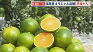 出荷ピーク オリジナル品種「早味かん」 糖度10度～11度 “極早生”ミカンの中では最高級 【福岡発】