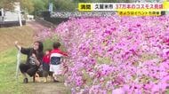 37万本のコスモス見頃　イベントも開催　福岡・久留米市北野町「コスモス街道」