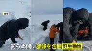 「なんてこと！」知らぬ間に野生ペンギンの群れが極寒訓練中のニュージーランド軍“包囲”…南極でのまさかの光景
