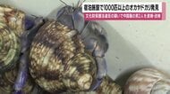 宿泊施設から1000匹以上のオカヤドカリ　奄美大島で中国籍男2人を逮捕、天然記念物の大量密捕獲が明らかに