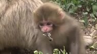 20匹ほどの赤ちゃんザルが誕生　地獄谷野猿公苑でベビーラッシュ　冬は雪景色の中、温泉につかる「スノーモンキー」が有名　春から夏にかけては「出産の季節」　長野・山ノ内町