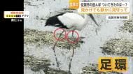 足環つけたコウノトリ　白石町生まれの「かのん」か　佐賀市の田んぼで2時間食事【佐賀県】