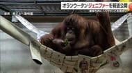 とべ動物園にインドネシアから“嫁入り”オランウータン「ジェニファー」報道公開「ミカン大好き」【愛媛】