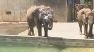 「サウナみたいな暑さ」愛媛県内１２地点で猛暑日　人間も動物も暑い！熱中症への対策を忘れずに【愛媛】