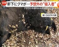 【予想外の侵入者】アメリカの軒下にクマが…麻酔で眠らせ捕獲　ニュージーランドではアザラシの赤ちゃんがバーに…サーモンで誘導し無事保護