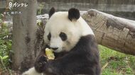 パンダ「タンタン」に心臓疾患の可能性…不整脈などの症状見つかる 神戸・王子動物園