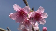 日本一早い桜の便り もとぶ八重岳桜まつり