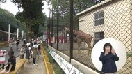 キリンと同じ目線でエサをあげて…「サンタロウ」専用の足場寄贈 池田動物園 【岡山・岡山市】