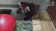 「“威嚇”がかわいい」レッサーパンダの赤ちゃん・杏香が覚えた新ポーズ　動じぬ相手に思わず…【熊本発】