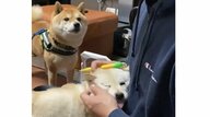 「なんてことだ」飼い主の“浮気現場”に遭遇した豆柴の反応がかわいい…初めての状況だった？2匹の関係性を聞いた