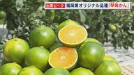 出荷ピーク オリジナル品種「早味かん」 糖度10度～11度 “極早生”ミカンの中では最高級 【福岡発】