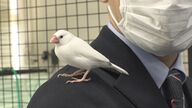 金魚だけじゃない…愛知・弥富市は「文鳥の町」　文化守ろうと地元高校生が飼育・販売も