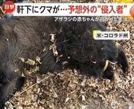 【予想外の侵入者】アメリカの軒下にクマが…麻酔で眠らせ捕獲　ニュージーランドではアザラシの赤ちゃんがバーに…サーモンで誘導し無事保護