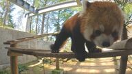 人気投票2連覇！「何をしていても全部かわいい」レッサーパンダ　おしりでマーキングする姿もかわいい【石川発】