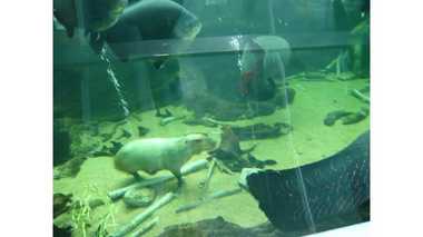 “水中を軽やかに泳ぐ”カピバラの姿に驚き…普段は泳ぎを披露しないワケがあった