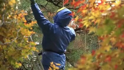 雪のシーズンに備えて「豪農の館・内山邸」で庭園の樹木の雪つり　雪から樹木を守る冬支度