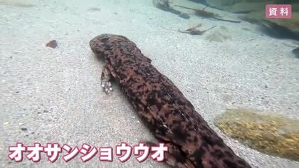 オオサンショウウオを守る検討会　繁殖や居場所確保のブロック設置案が示される　広島