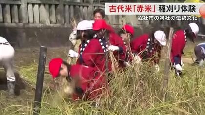 全国３カ所のみ栽培の珍しい古代米の一種…総社市の神社で小学生が赤米の稲刈りを体験【岡山】