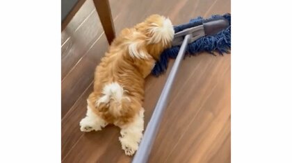 「やりにくさの極み」掃除中のモップに引きずられる犬…噛みついてるけど“脱力”の後ろ足が愛おしい