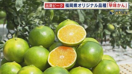 出荷ピーク オリジナル品種「早味かん」 糖度10度～11度 “極早生”ミカンの中では最高級 【福岡発】