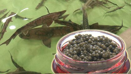 世界三大珍味「キャビア」を山間部で生産　意外なメーカーが「水」と「熱」に着目【静岡発】