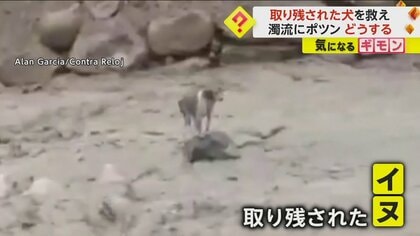 豪雨で増水した濁流に“ポツン”と取り残されたイヌ　懸命な救助活動の末…クレーンで無事救出　南米・ボリビア
