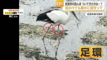 足環つけたコウノトリ　白石町生まれの「かのん」か　佐賀市の田んぼで2時間食事【佐賀県】