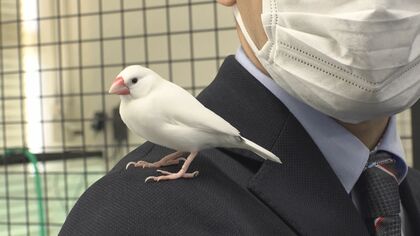 金魚だけじゃない…愛知・弥富市は「文鳥の町」　文化守ろうと地元高校生が飼育・販売も