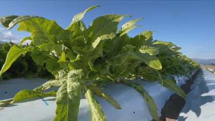 まるで枝豆の香り！？期待の「茎レタス」 偶然の発見から生まれた“新品種”