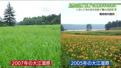 自然の宝庫“尾瀬”の湿原を守る　貴重な高山植物を食べるニホンジカ　増える「食害」を防ぐ柵を設置