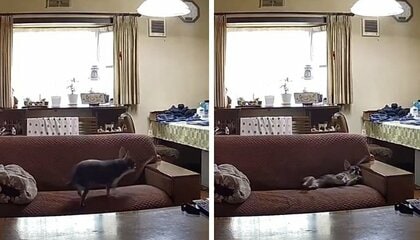 「クセが強いんよ」ソファに“ドスン！”と倒れて休むワンちゃんが人間みたい…実は“夏恒例”？どんな時にするのか聞いた