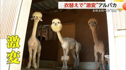 【夏前の風物詩】アルパカの衣替え「モコモコが…」すっきり「気持ちよさそう」　刈られた毛は3頭で4.5kgに　新潟・胎内