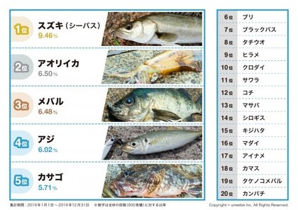 19年に一番釣られた魚は スズキ シーバス ウミーベ株式会社が釣りコミュニティサービス ツリバカメラ の19年魚種ランキングを発表