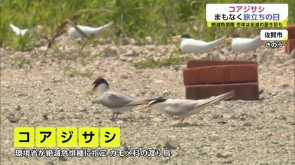 コアジサシ」のひな10羽が巣立ちへ 絶滅危惧種の渡り鳥…天敵に襲われる