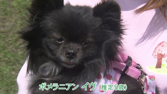 繁殖に酷使し飼育放棄か 全身の毛が抜けたポメラニアン保護 里親探す団体 終生暮らせないなら飼わないで