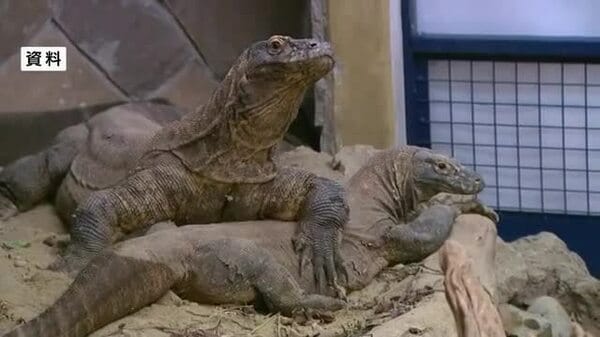 コモドドラゴンがやってくる！動物園の新たな挑戦