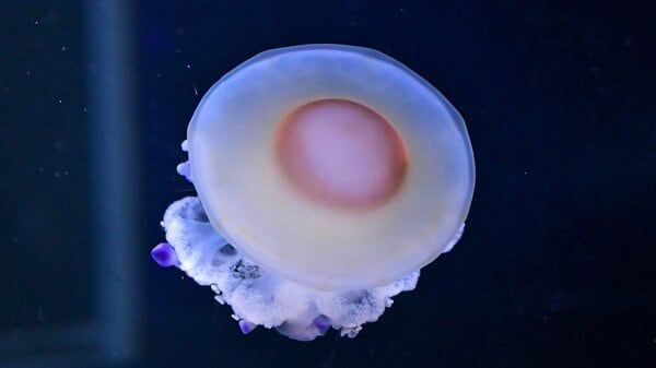 クラゲなのに「目玉焼き」にしか見えない…“黄身”部分は何？新江ノ島