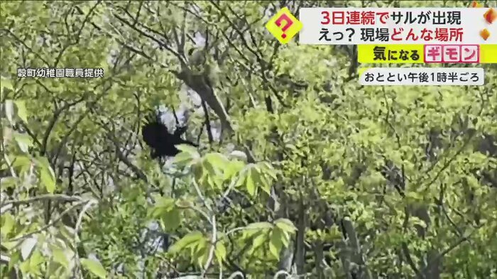 木の上でカラスに追い立てられている様子のサル