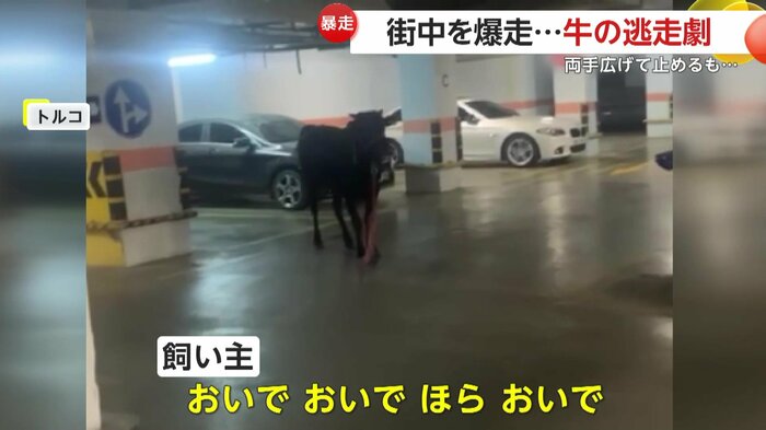 駐車場でなんとか牛の気を引く飼い主