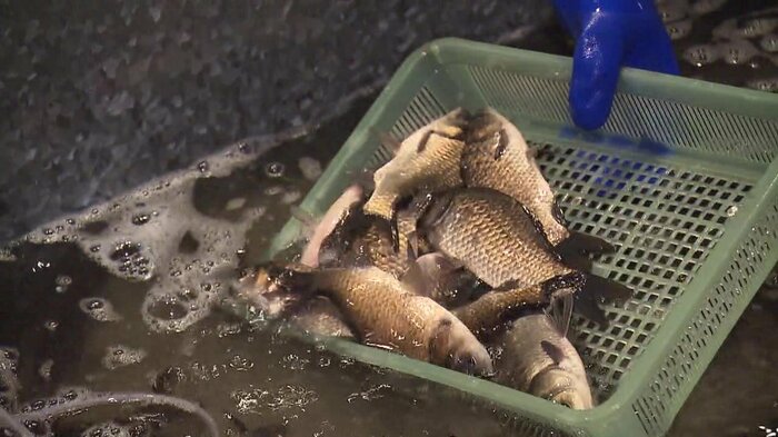水槽には「天然のフナ」が約600匹