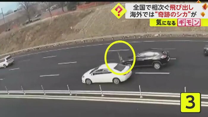 黒い車の前も横切り
